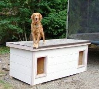 Holly (shown) & Buddy - Washington